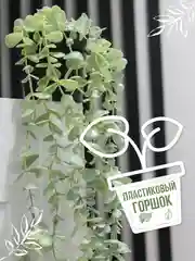 Бирюзовый искусственное растение эвкалипт в горшке вьющееся декоративное лиана