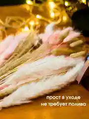 Белый сухоцветы для декора