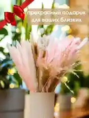 Белый сухоцветы для декора