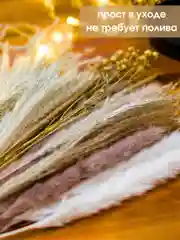 Бежевый сухоцветы для декора