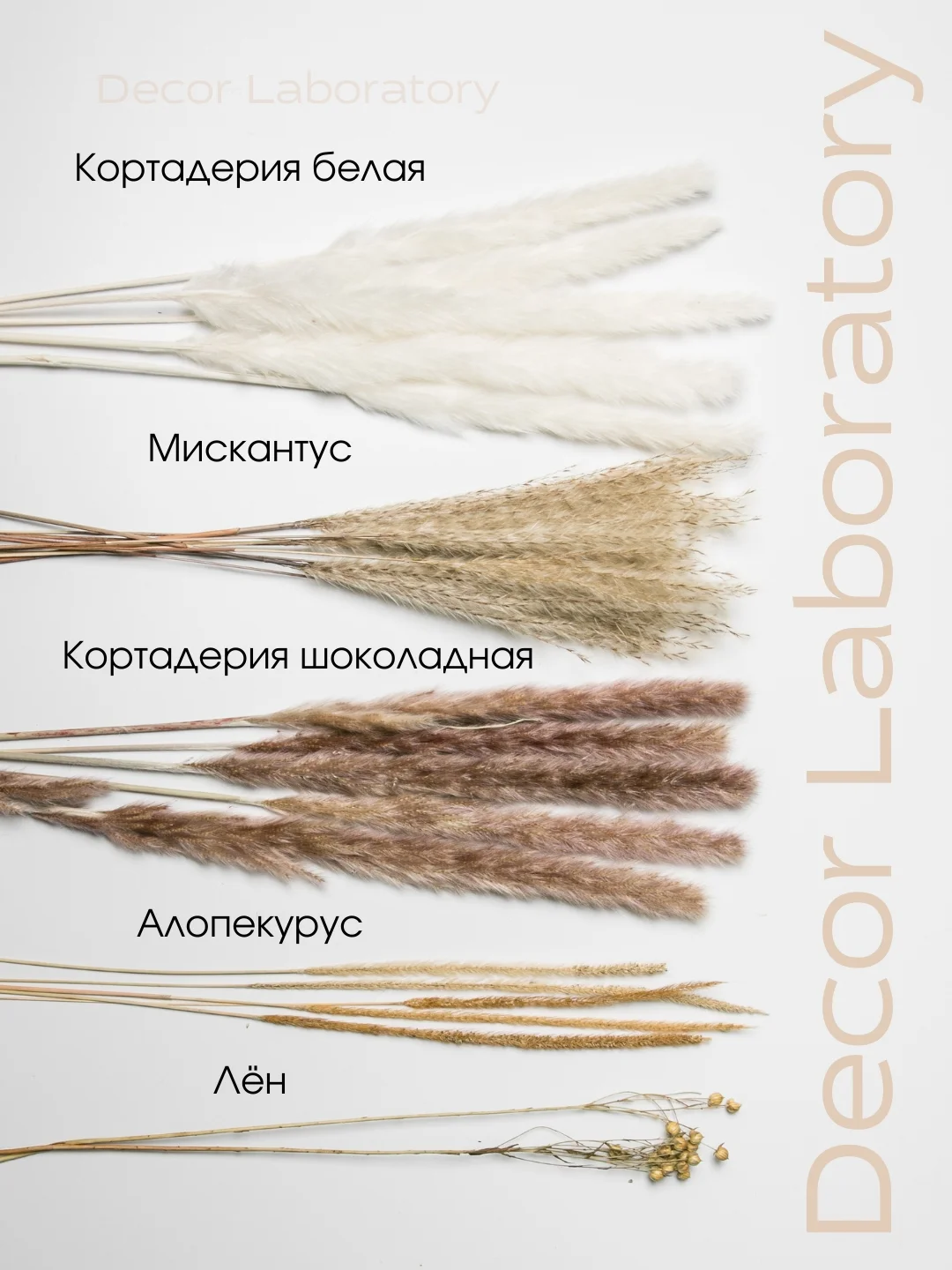 Бежевый сухоцветы для декора