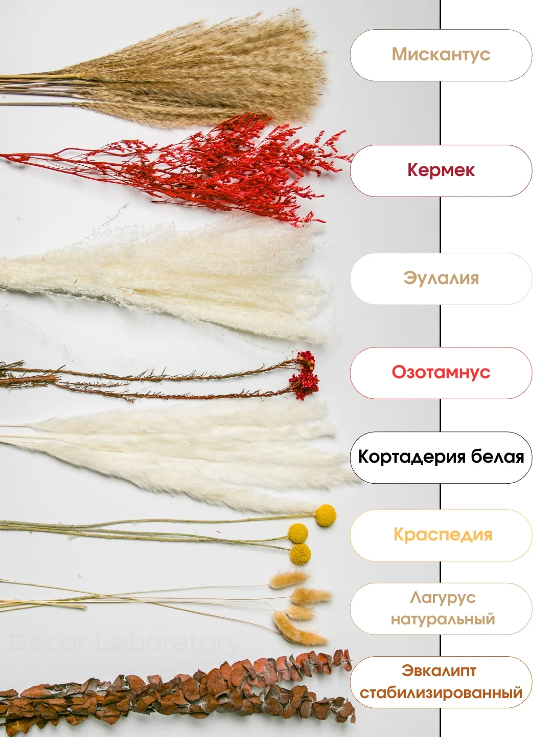 Алый сухоцветы для декора