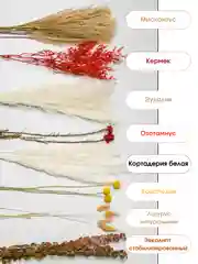 Алый сухоцветы для декора
