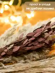 Белый сухоцветы для декора