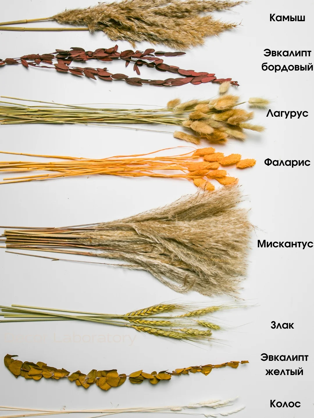 Белый сухоцветы для декора