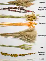 Белый сухоцветы для декора