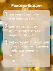 Белый сухоцветы для декора