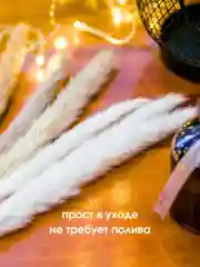 Белый сухоцветы для декора