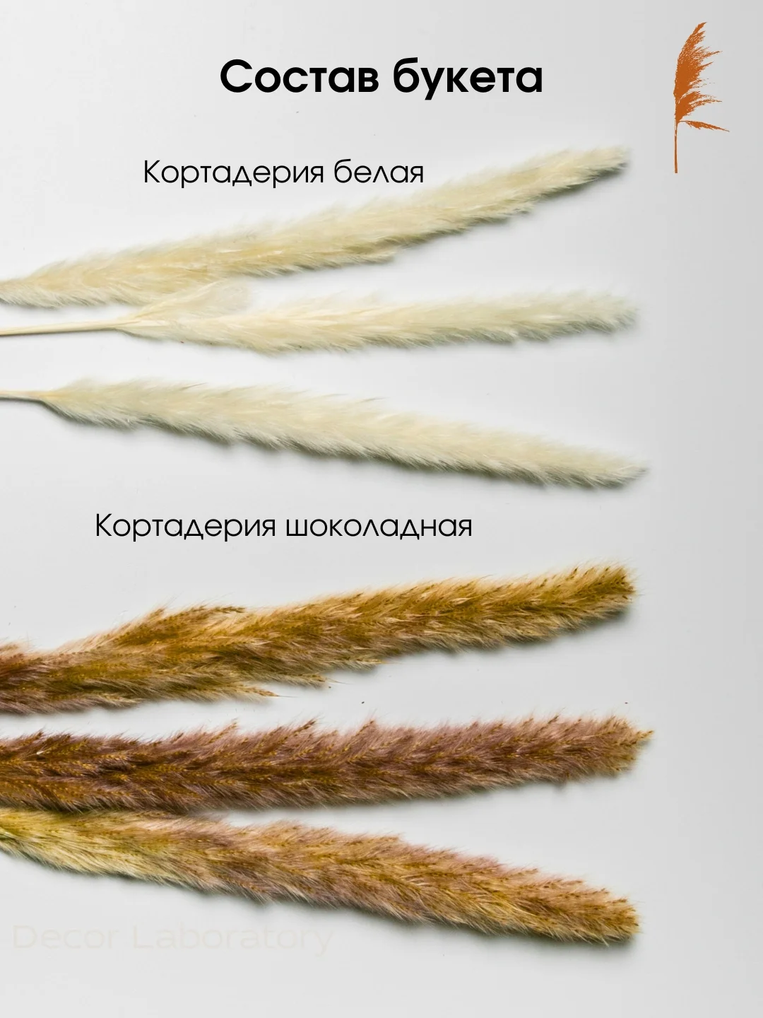Белый сухоцветы для декора