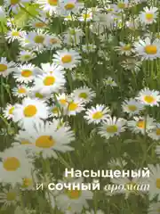 Увлажняющий гель для душа семейный 250 мл, Pravilnaya Kosmetika