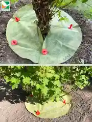 Приствольный круг желто-черный d=0,8м