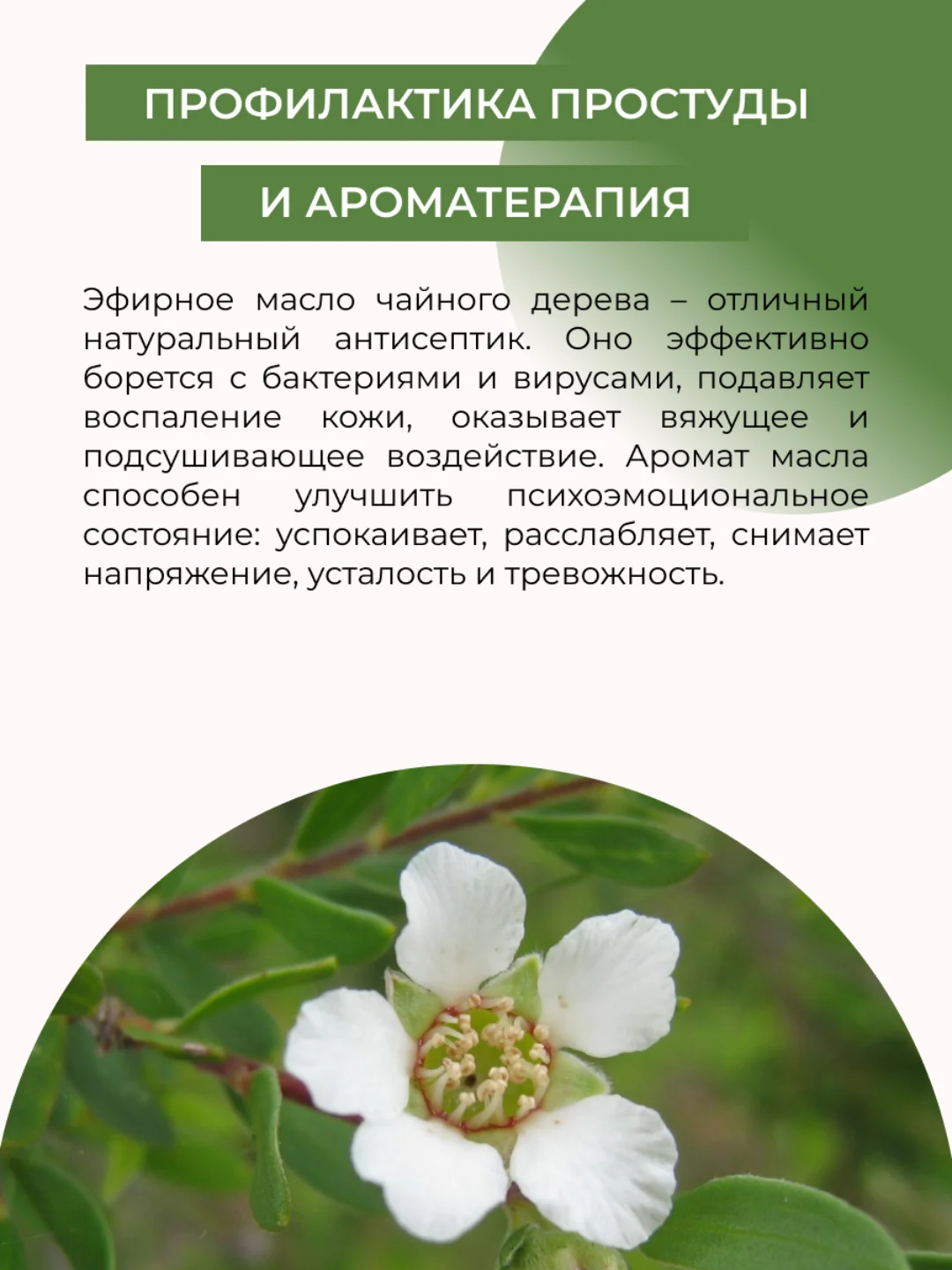 Эфирное масло чайного дерева Siberina