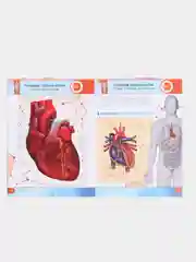 Тиффани энциклопедия 4D в дополненной реальности