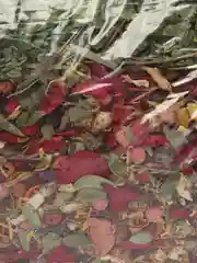 Натуральный беззерновой для грызунов