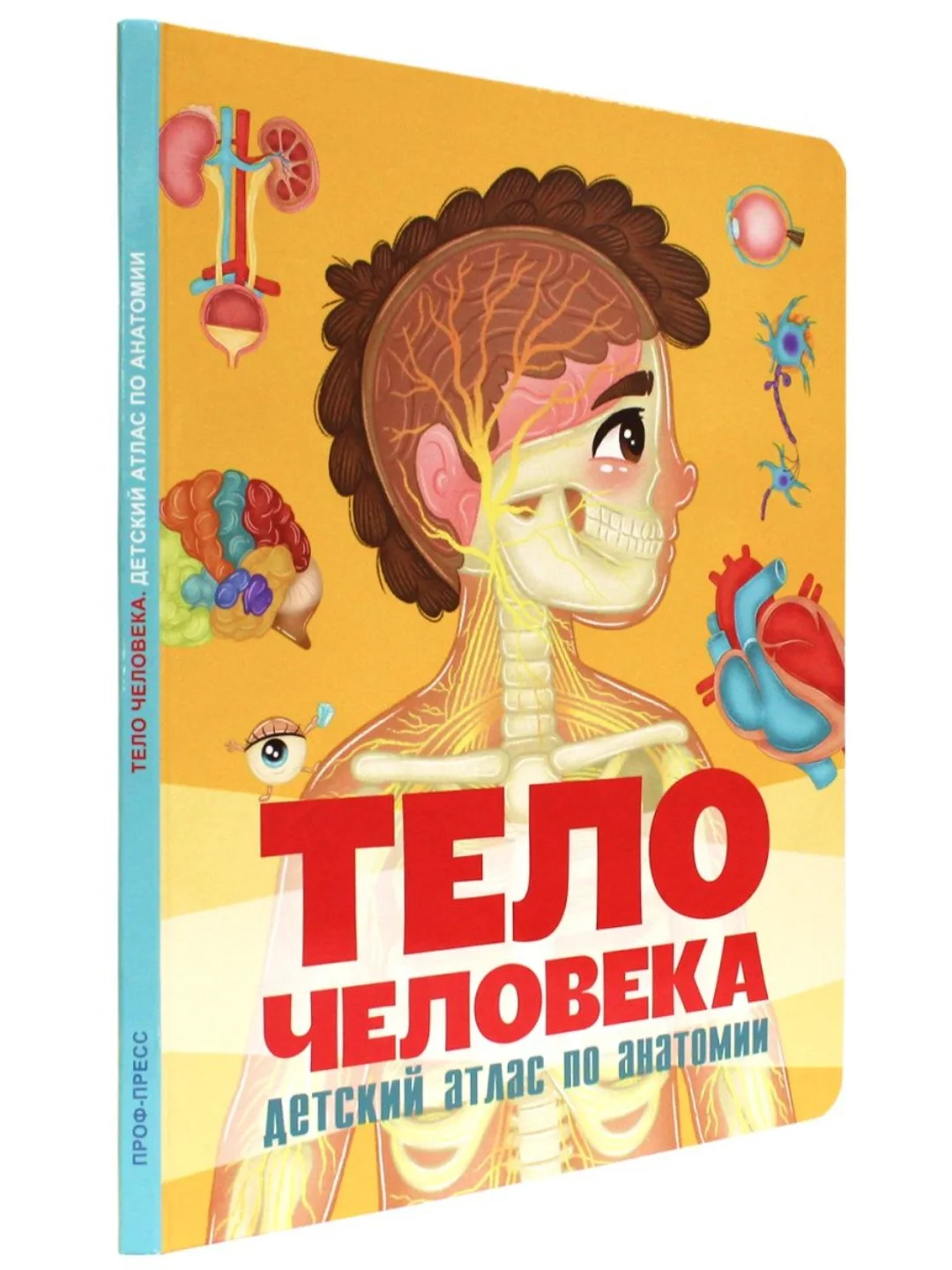 Книга на картоне "Тело человека. Детский атлас по анатомии" 14 стр. 235х315 мм. Проф-Пресс