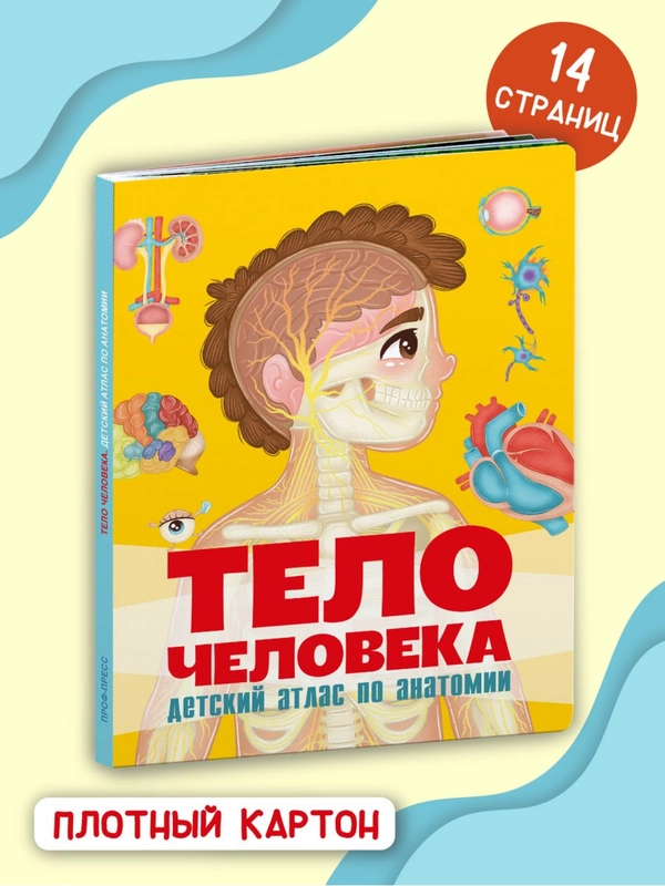 Книга на картоне "Тело человека. Детский атлас по анатомии" 14 стр. 235х315 мм. Проф-Пресс