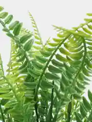 Папоротник искусственный