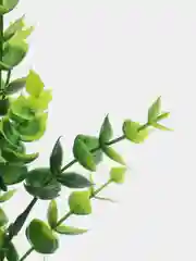 Зеленый эвкалипт искусственные цветы