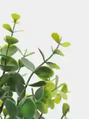 Зелёный хаки эвкалипт искусственные цветы