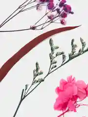 Розовый набор сухоцветов для творчества, сухие цветы для декора, для маникюра и эпоксидной смолы