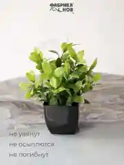 Оливковый набор искусственных растений из 3х шт / Растения / Растение / цветок