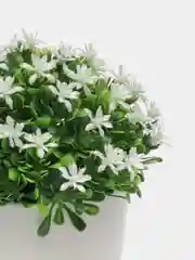 Аметистовый искусственные цветы в кашпо, декор для дома интерьера, искусственная зелень, трава