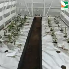 Фольгированная мульча Агротекс 90 1.6х5м