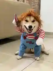 Синий костюм для собак и кошек кукла с ножом, рождество, косплей