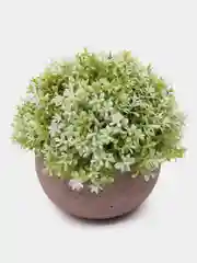 Ледяной декоративное растение