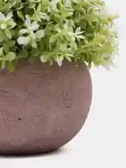 Ледяной декоративное растение