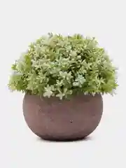 Ледяной декоративное растение