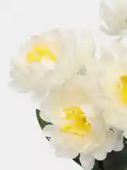 Белый искусственные цветы астры