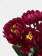 Марсала искусственные цветы астры