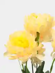 Светло-жёлтый искусственные цветы астры