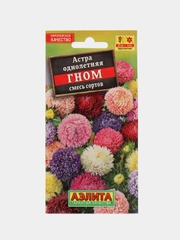 Астра низкорослая Гном, смесь сортов