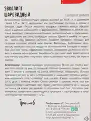 Эвкалипт Шаровидный (семена)