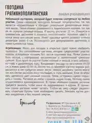 Гвоздика Гратианополитанская (семена,цветы)