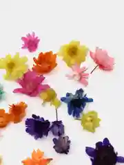 Сушеные цветы для рукоделия, заливки свечей и эпоксидной смолой