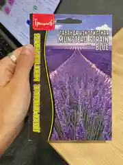 Лаванда узколистая Munstead strain blue