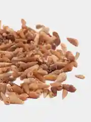 РАКУШКИ мини-спираль, фр. 0,3-1 см, 5 гр