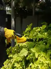 Кусторез, ножницы, аккумуляторный садовый для кустов, травы, газона Partner for Garden CGS-72