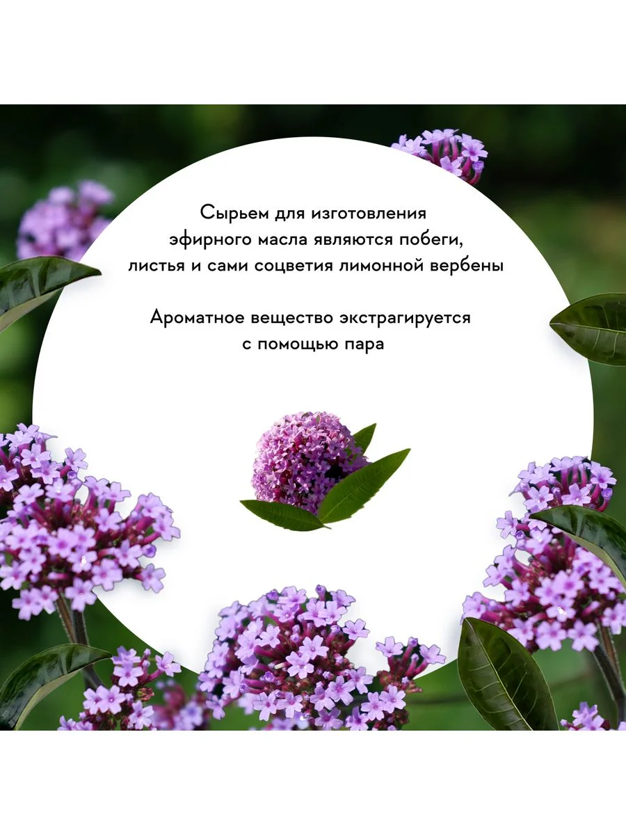 Масло АТМА Вербены эфирное, натуральное, 10мл