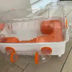 Клетка для хомяка,  2 этажа, 48 х 35 х 25см С офисом, колесом d12cм, поилкой, туннелем