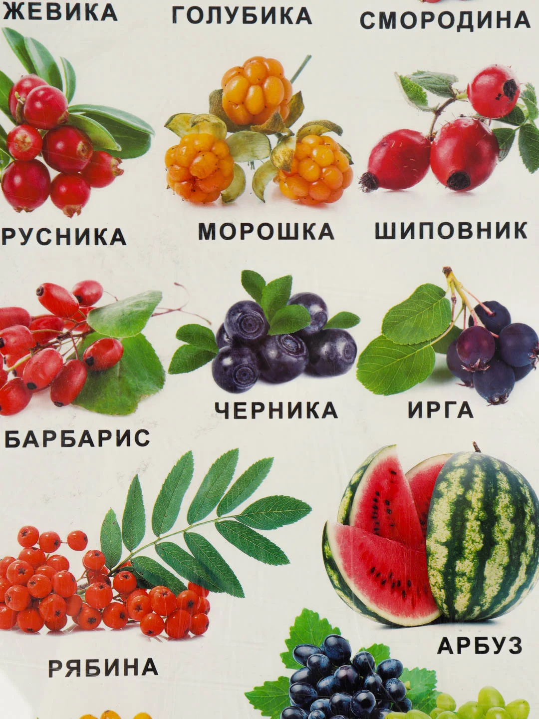 Алый обучающие плакаты  Алфавит "Овощи и уркты", "русский язык", размер  59*27 см