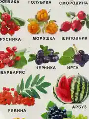 Алый обучающие плакаты  Алфавит "Овощи и уркты", "русский язык", размер  59*27 см