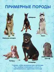 Дождевик для собаки Доброзверики, №7, утепленный, голубой