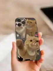 Рыжий чехол для iPhone 11 12 13 14 15 Pro Max 7 8 XR X XS Plus с принтом прозрачный коты айфон