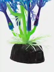 Синий водоросли для аквариума