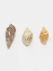 Хаки ракушки натуральные морские и океанические, грунт, наполнитель, декор для аквариума