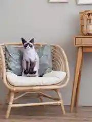 Бежевый мягкая подушка Кошка/Кот, реалистичная
